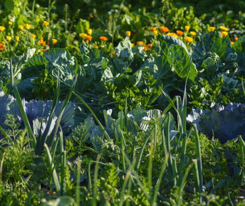 Gartengruppe startet